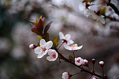 光荣宣布《战国无双》系列全球销量已超800万